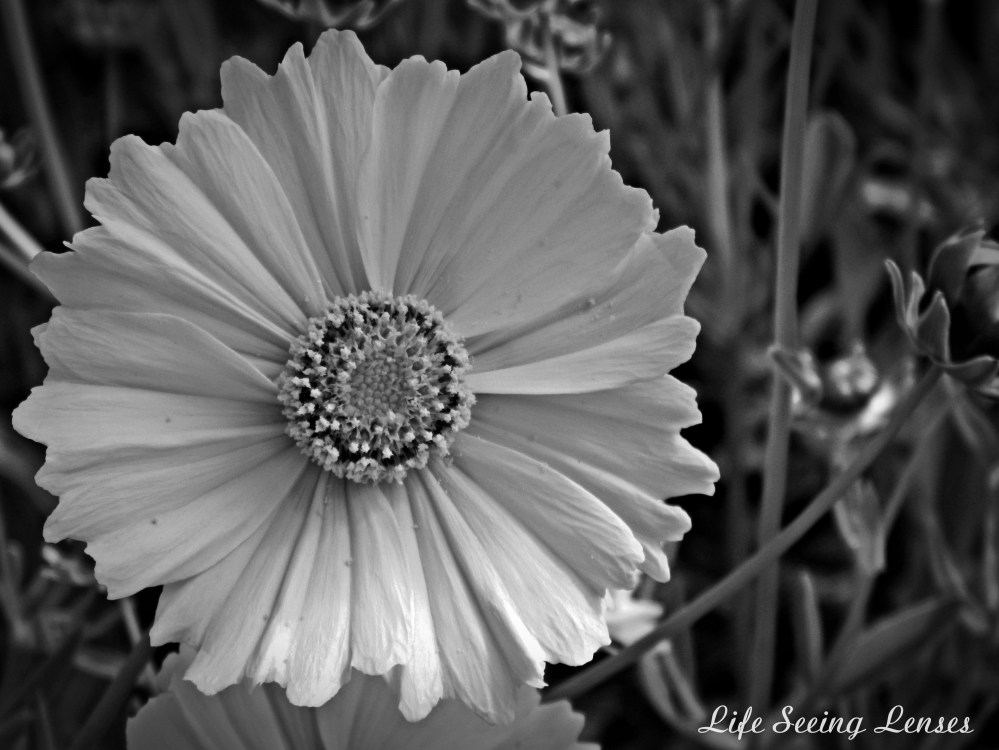 flower7BWmarked.JPG