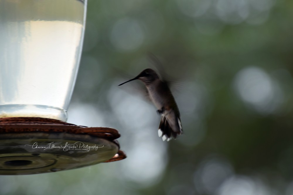 hummingbird11Amarked