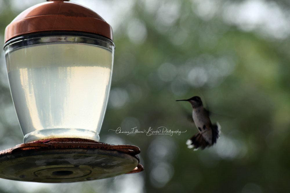 hummingbird12Amarked